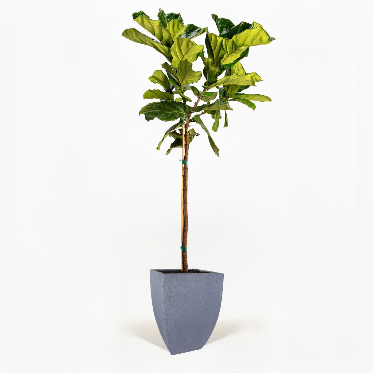 Fiddle Leaf Fig Tree in a decorative pot