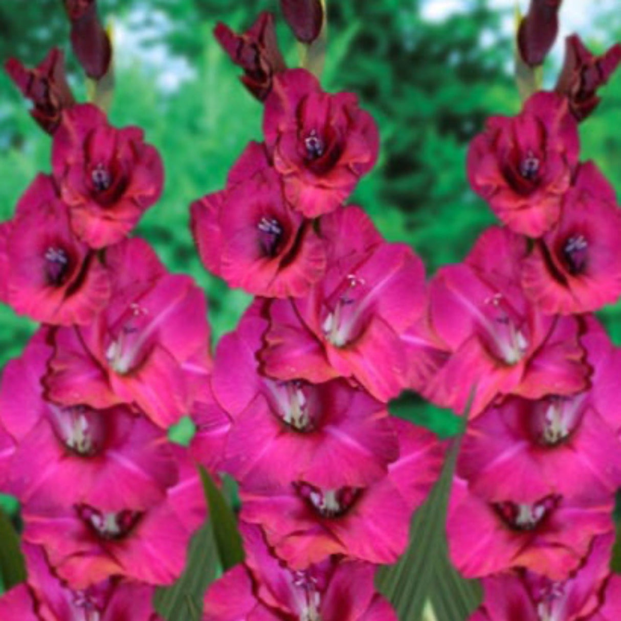 Close up of the blooms of the Fidelio Gladiolus Flower.