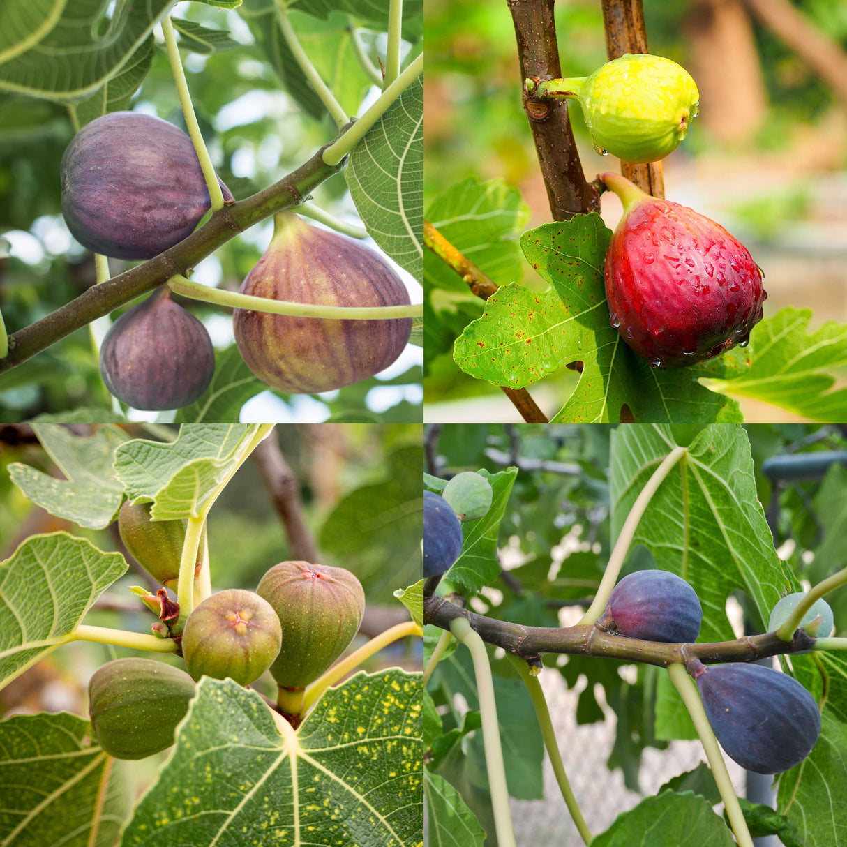Collage of 4 varieties of fig tree showing the types of figs in the variety pack.