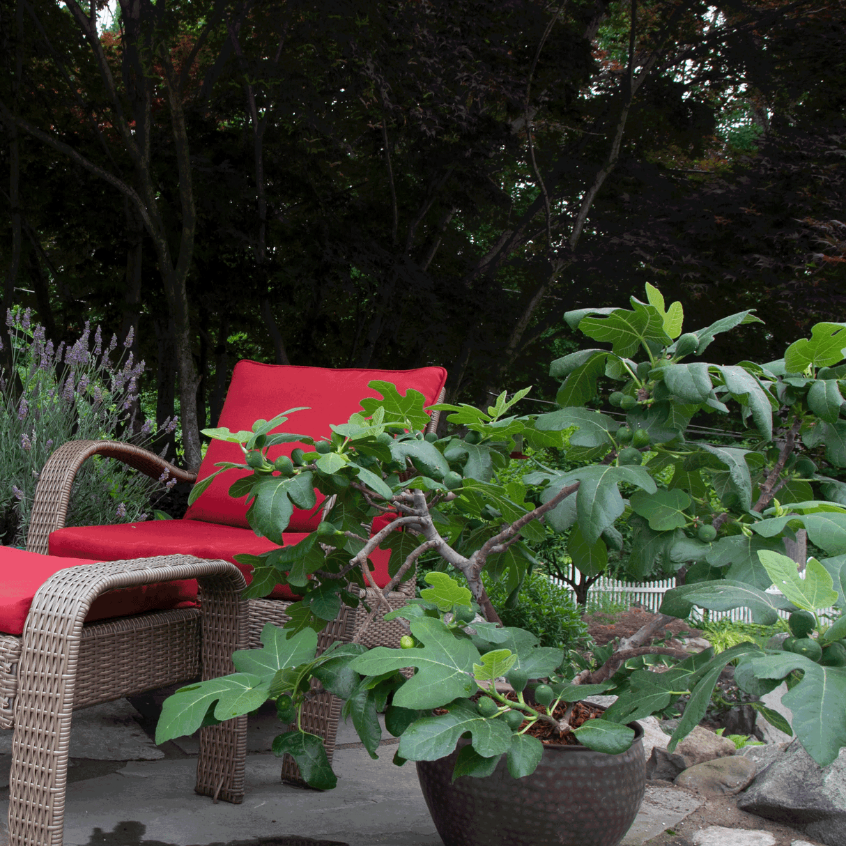 Fignominal Fig - NationwidePlants.com