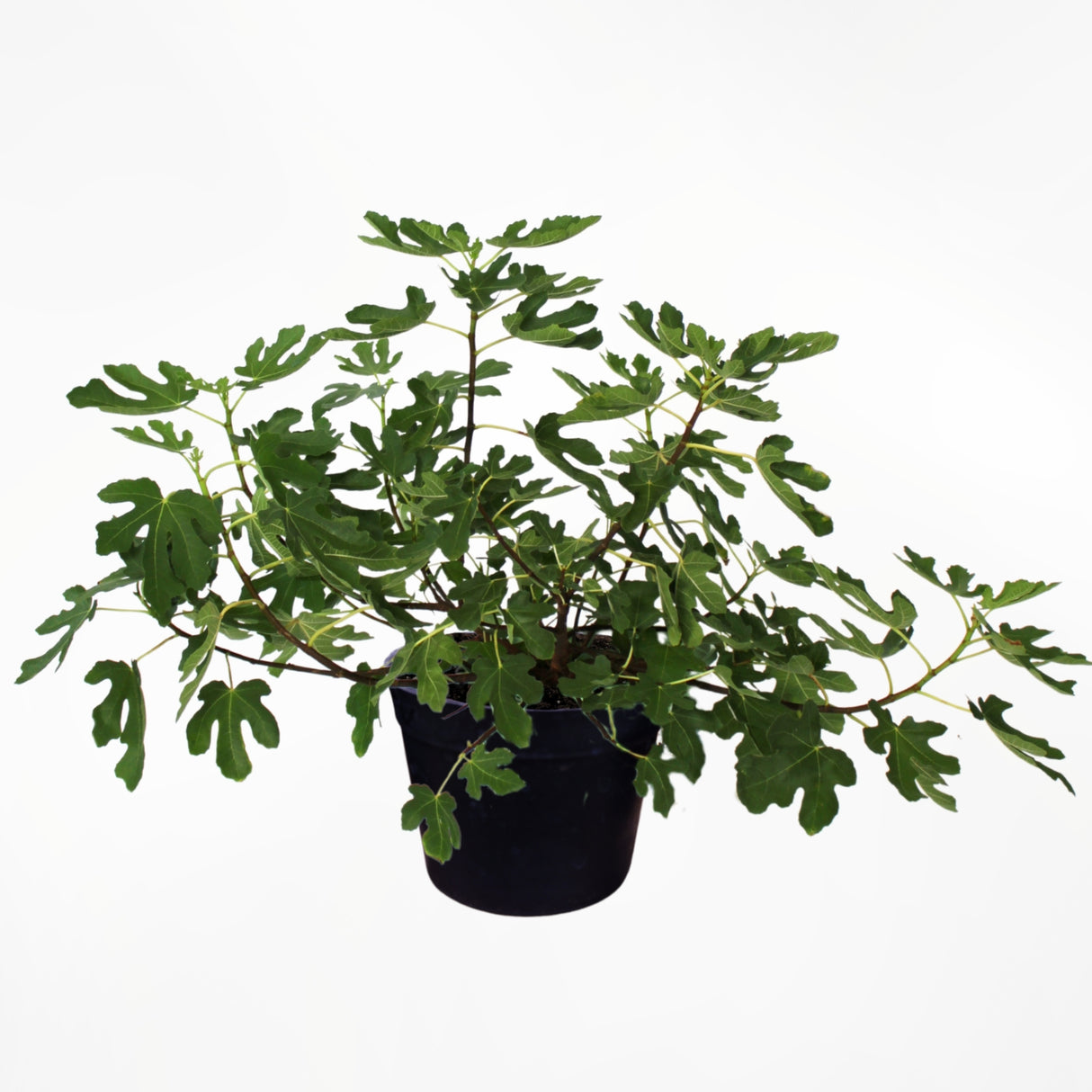 Fignominal Fig - NationwidePlants.com