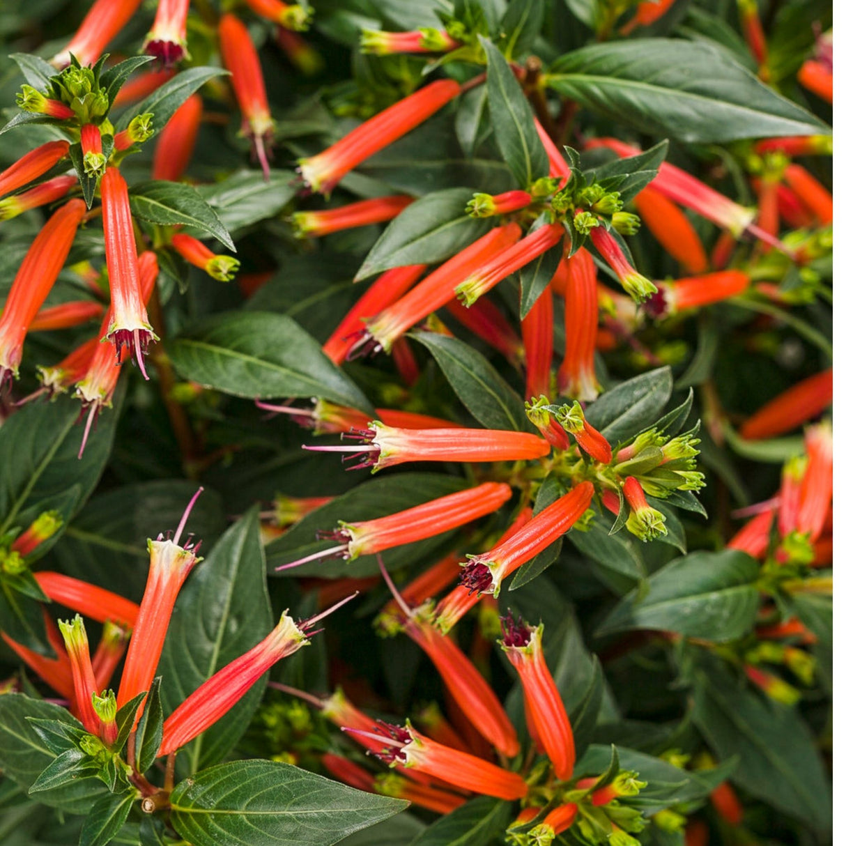 Close-up of vibrant orange tubular flowers with green leaves in the background.