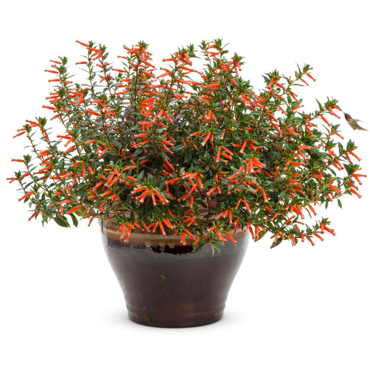 A potted Vermillionaire® Firecracker Plant with dense green foliage and orange tubular flowers.