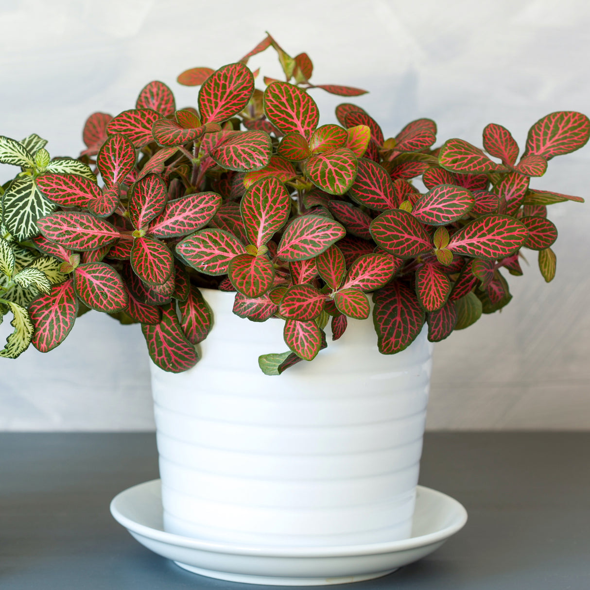 Fittonia 'Red' Nerve Plant