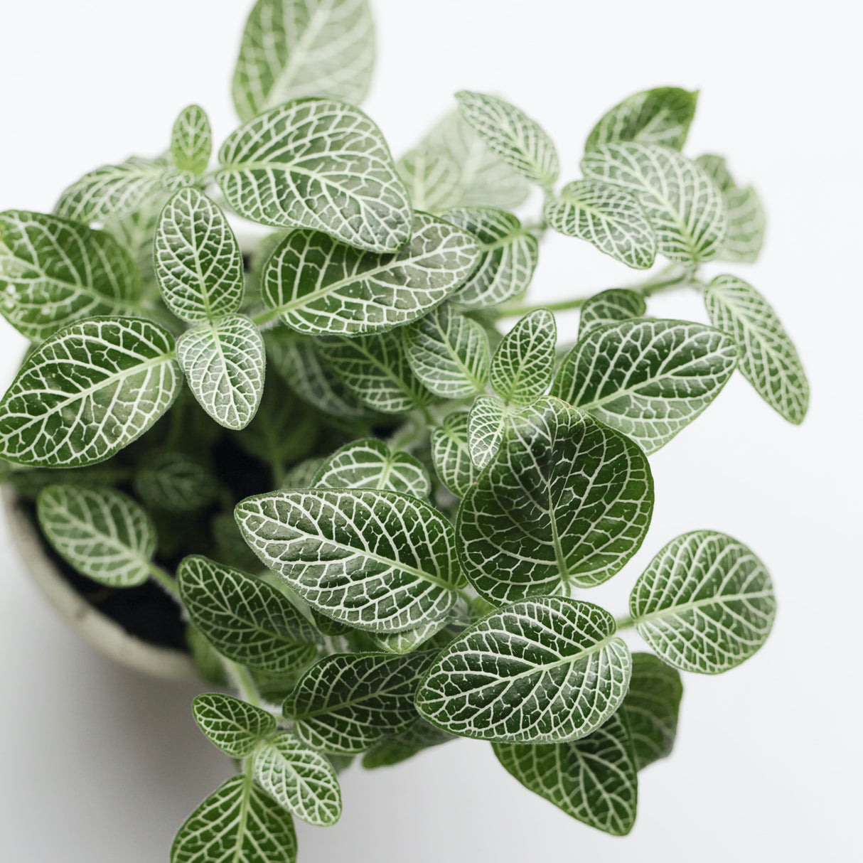 Fittonia albivenis white nerve plant from above showing the green leaves with white veining on white background