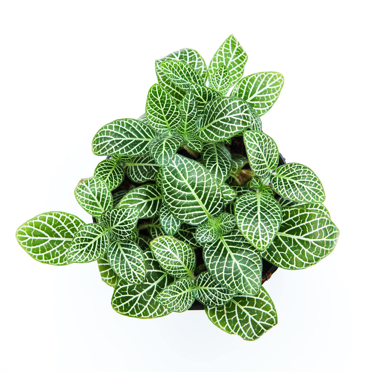 Fittonia albivenis white nerve plant in pot from above showing the green leaves with white veining on white background