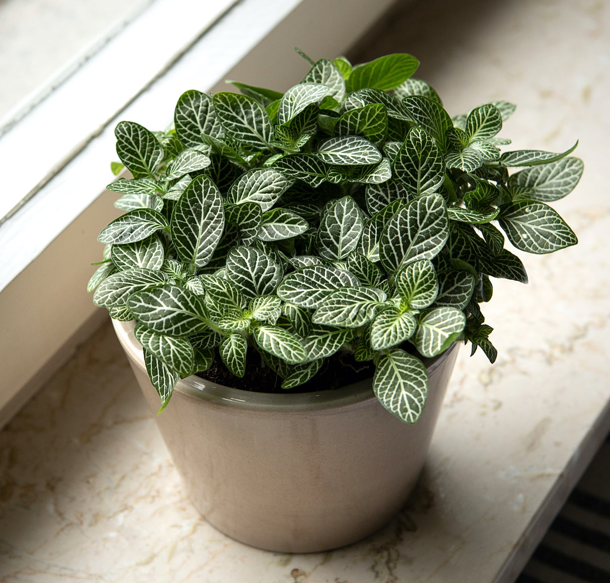 Fittonia albivenis white nerve houseplant in beige planter on window sill