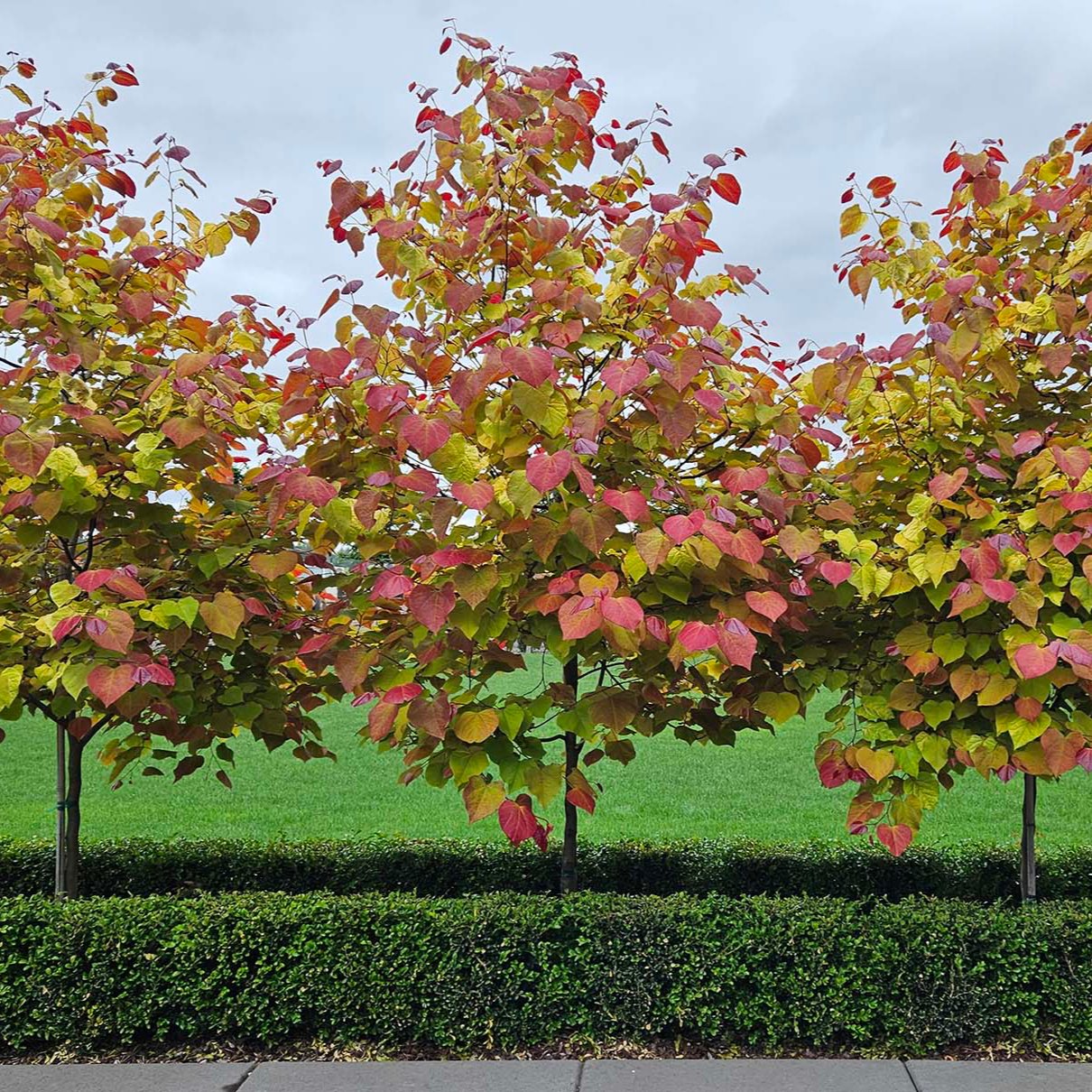 Three Flame Thrower® Redbud trees with green, yellow, and red foliage planted in a row.