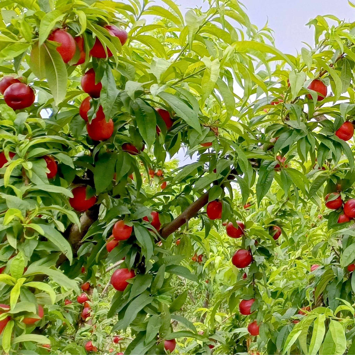 Flavortop nectarine tree with abundant red fruit and lush green leaves.