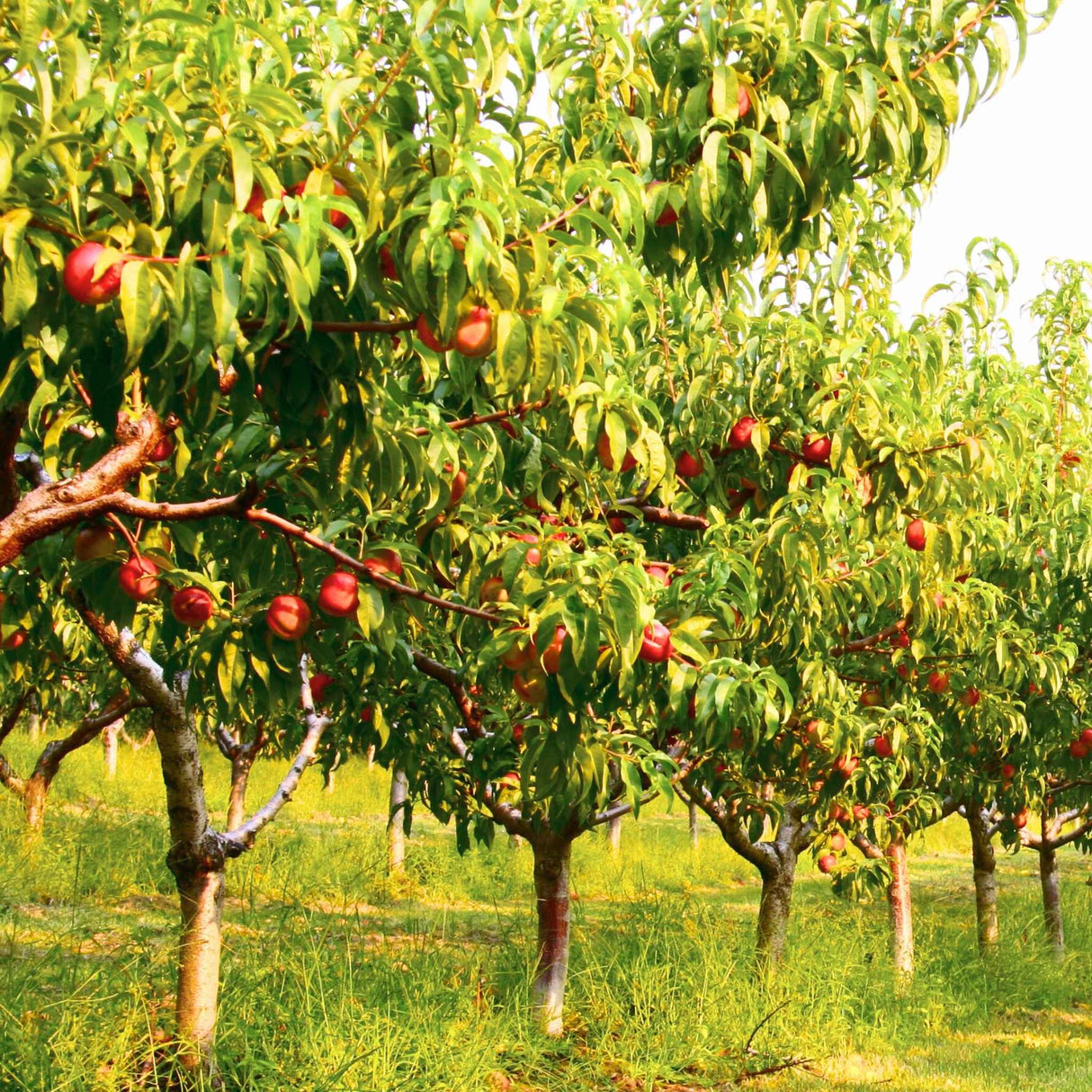 Orchard of Flavortop nectarine trees with green foliage and red fruit.