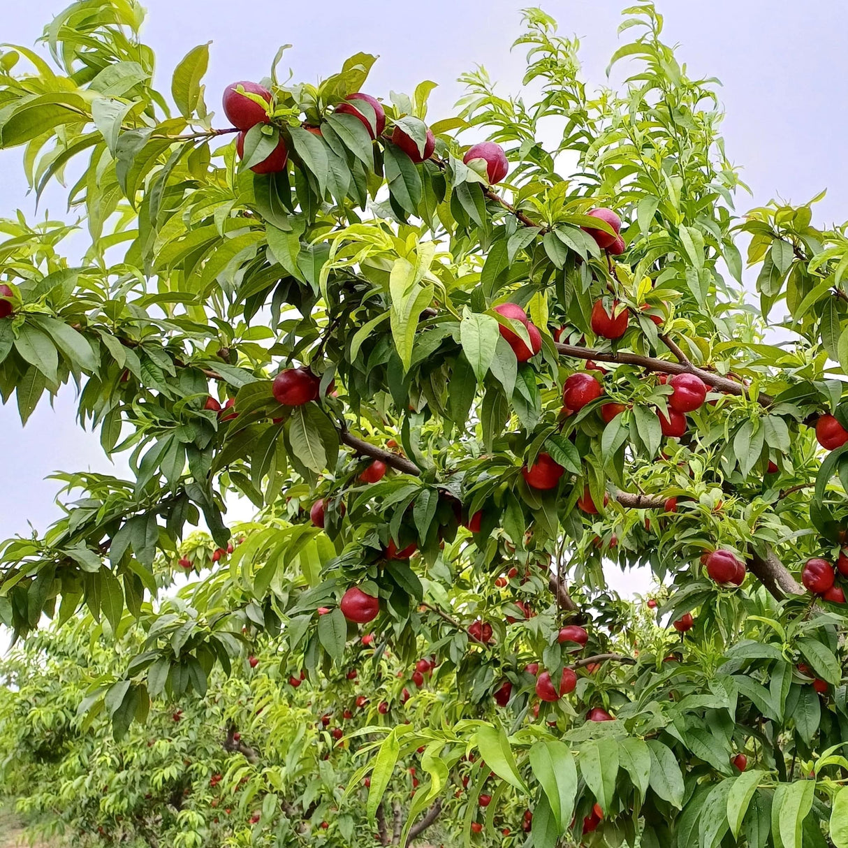 Flavortop Nectarine Tree