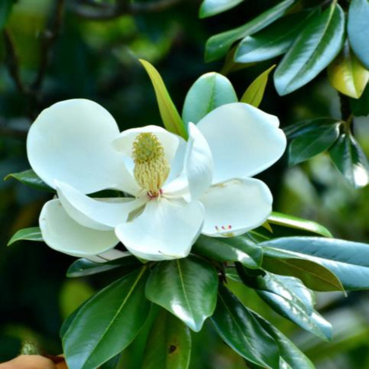 A single white magnolia flower in full bloom with green leaves surrounding it.