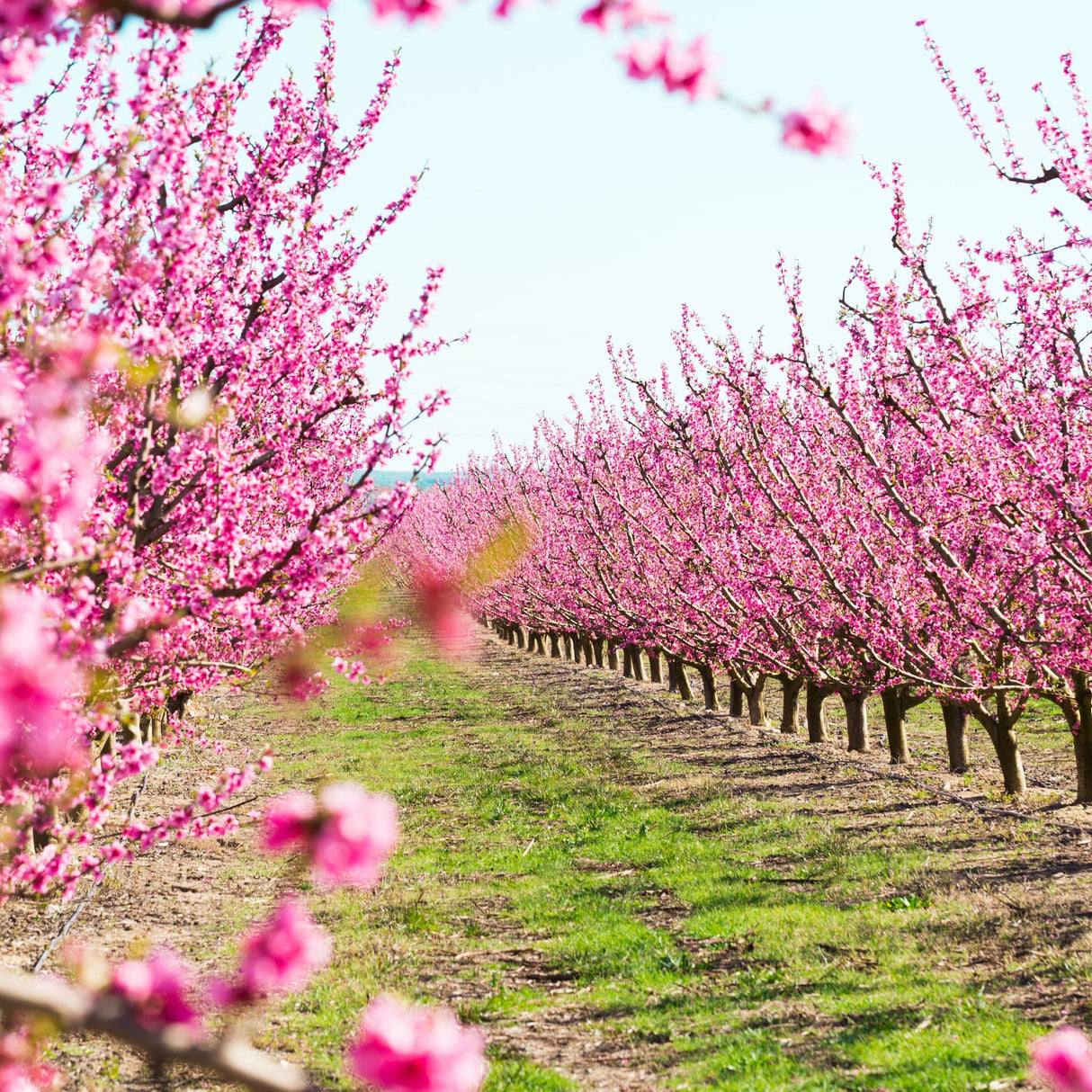 Frost Peach orchard in bloom with rows of pink-flowered trees.