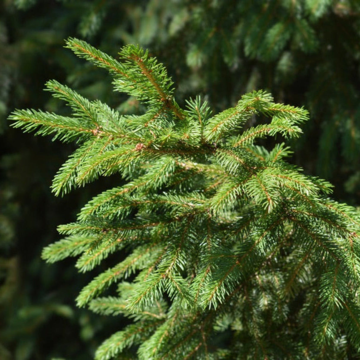 Close-up of Norway Spruce branch with dense, short green needles.