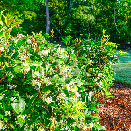 A row of Fragrant Tea Olive trees with glossy green leaves and clusters of white flowers in a garden.