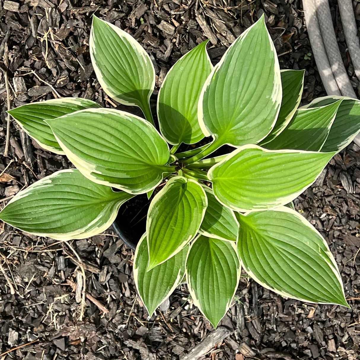 Francee Hosta in a mulch bed, overhead view.