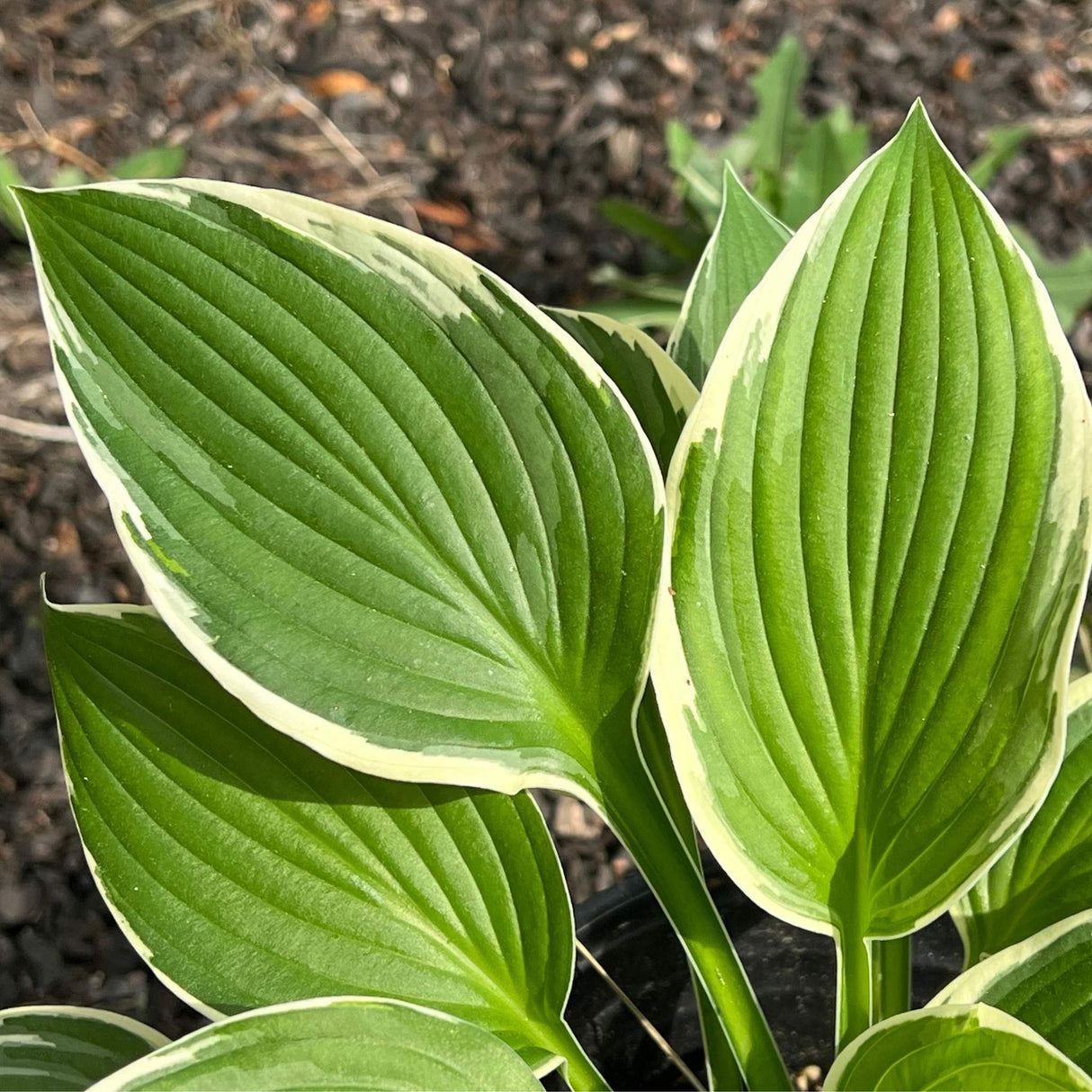 Foliage of the Francee Costa