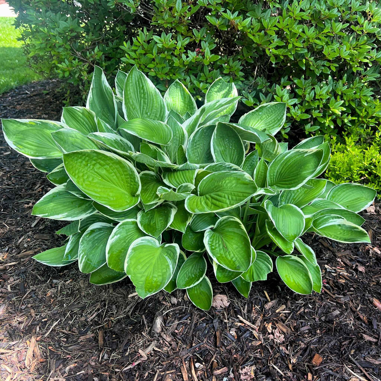 Large Francee Hosta growing in a mulch bed near a boxwood shrub.