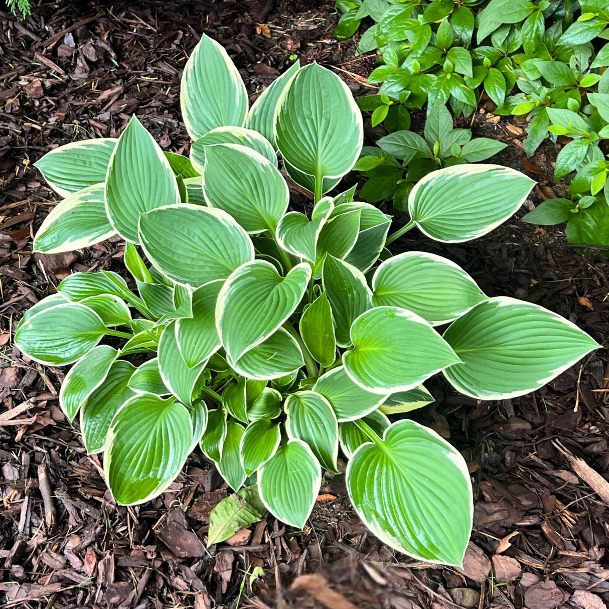 Frances costa growing in a mulch bed with brown mulch and another green shrub nearby
