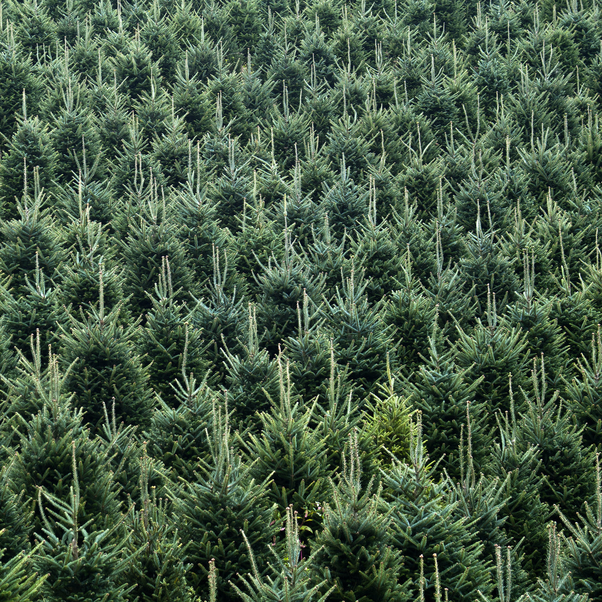 Live Cut Fraser Fir Tree (5-6 Ft.) - NationwidePlants.com