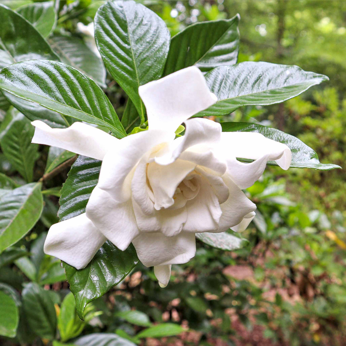 Frost Proof Gardenia - NationwidePlants.com