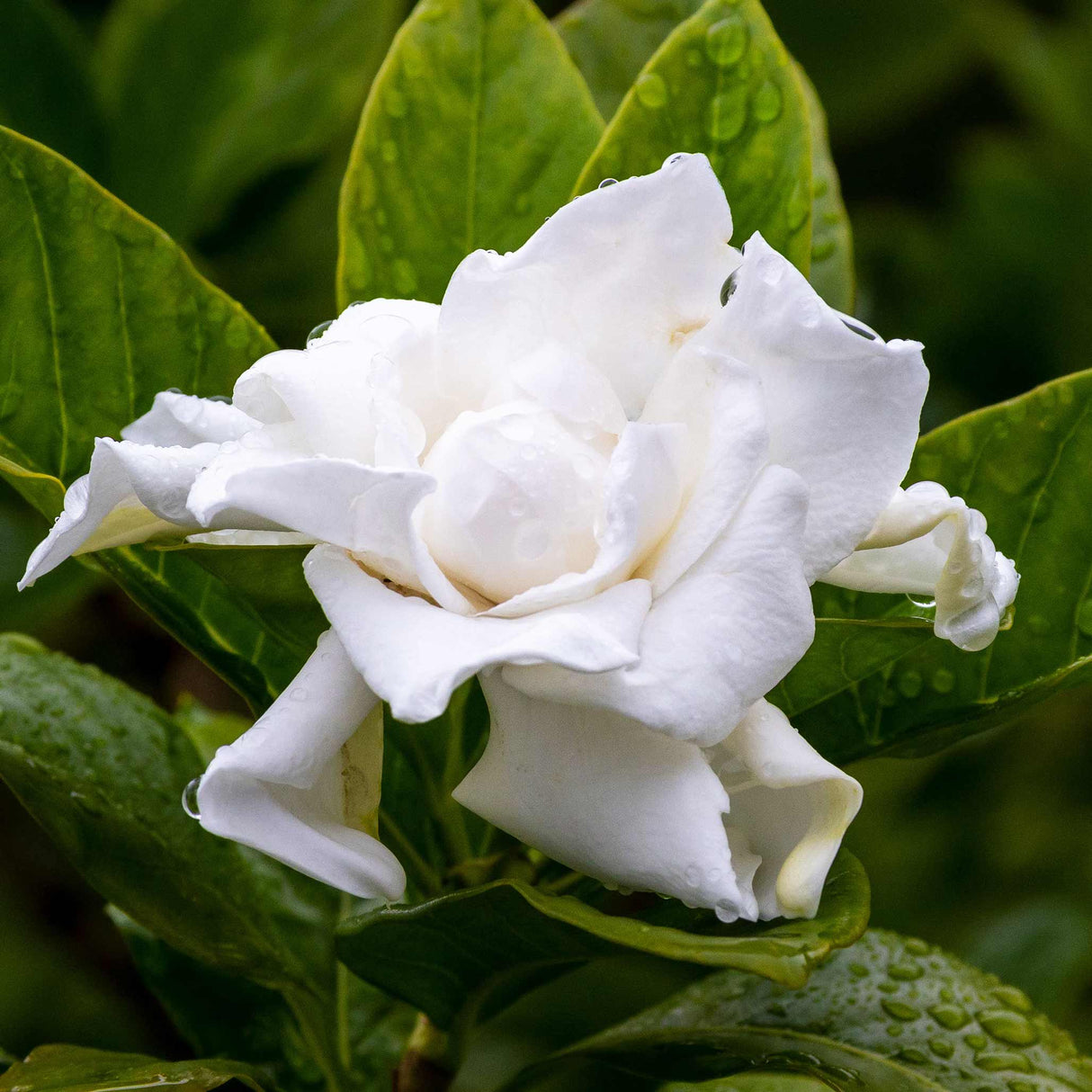 Frost Proof Gardenia - NationwidePlants.com