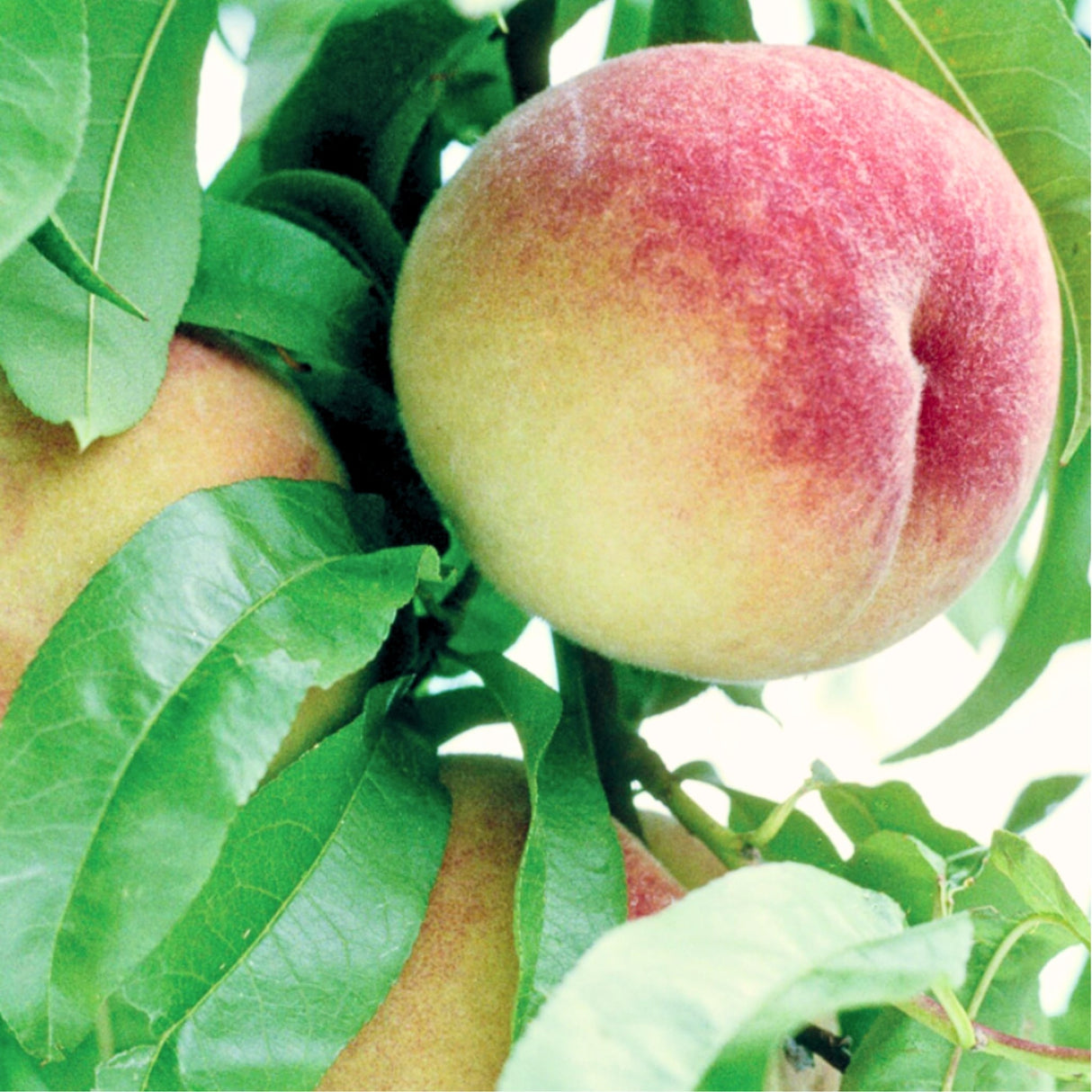 Close-up of a single peach on a Frost Peach tree with fuzzy skin and green leaves.
