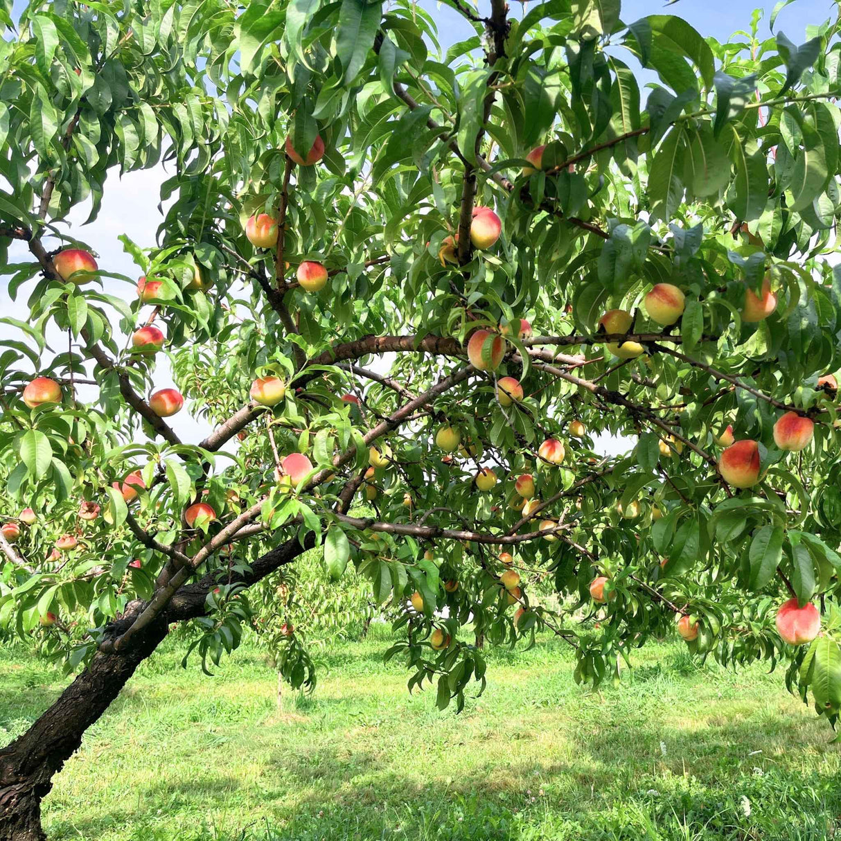 Full Frost Peach tree in a grassy orchard with fruit on its branches.