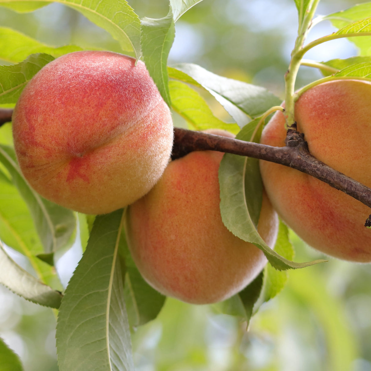 Three peaches on a Frost Peach tree, partially shaded by foliage.