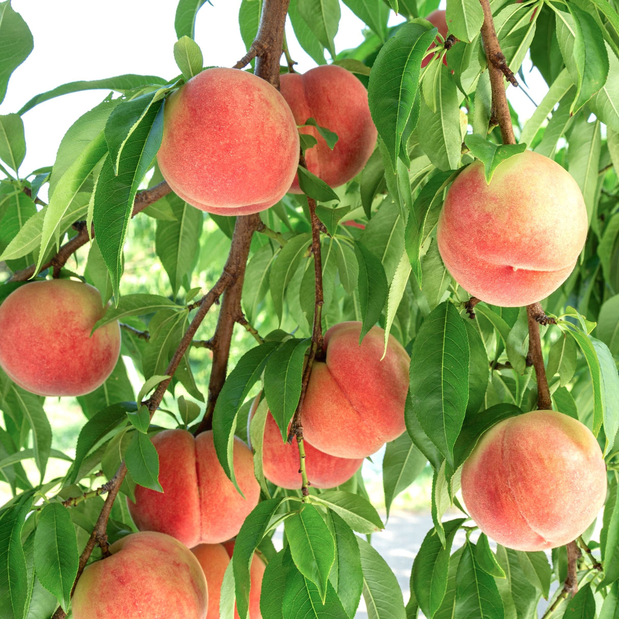 Close-up of ripe peaches on a Frost Peach tree with green leaves.