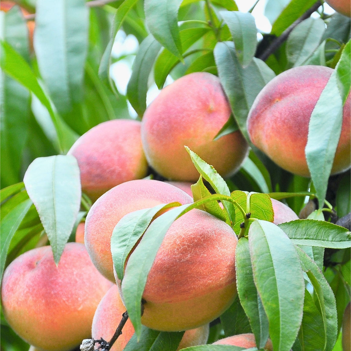 Several peaches growing on a Frost Peach tree, partially hidden by leaves.