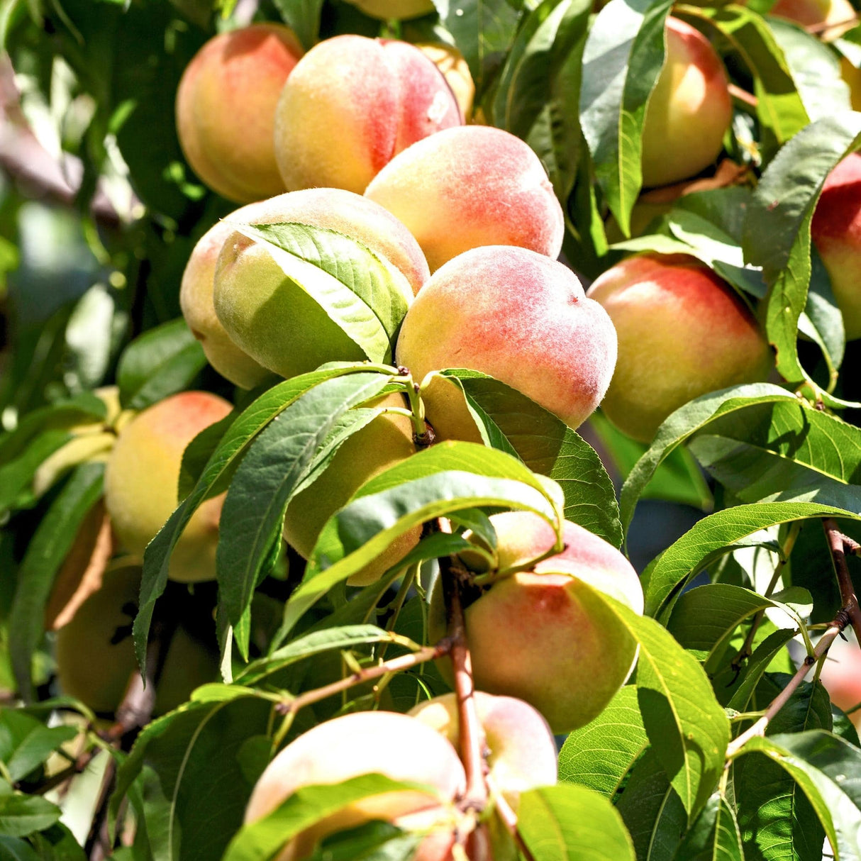 Bunch of ripe peaches on a Frost Peach tree with surrounding green leaves.