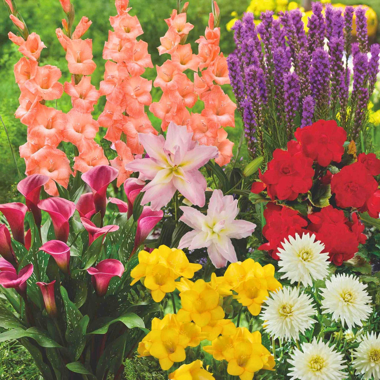 Field with flowering gladioli, lilies, liatris spicatas, freesias, begonias, and dahlias.