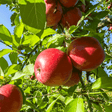 Fuji Apple Tree - NationwidePlants.com