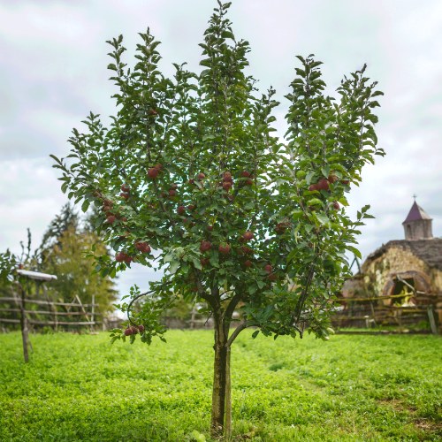 Fuji Apple Tree - NationwidePlants.com