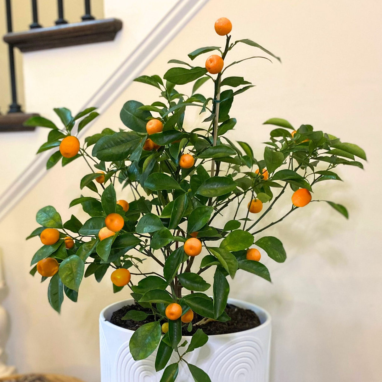 Potted Fukushu Kumquat tree indoors, bearing small, bright orange fruits.