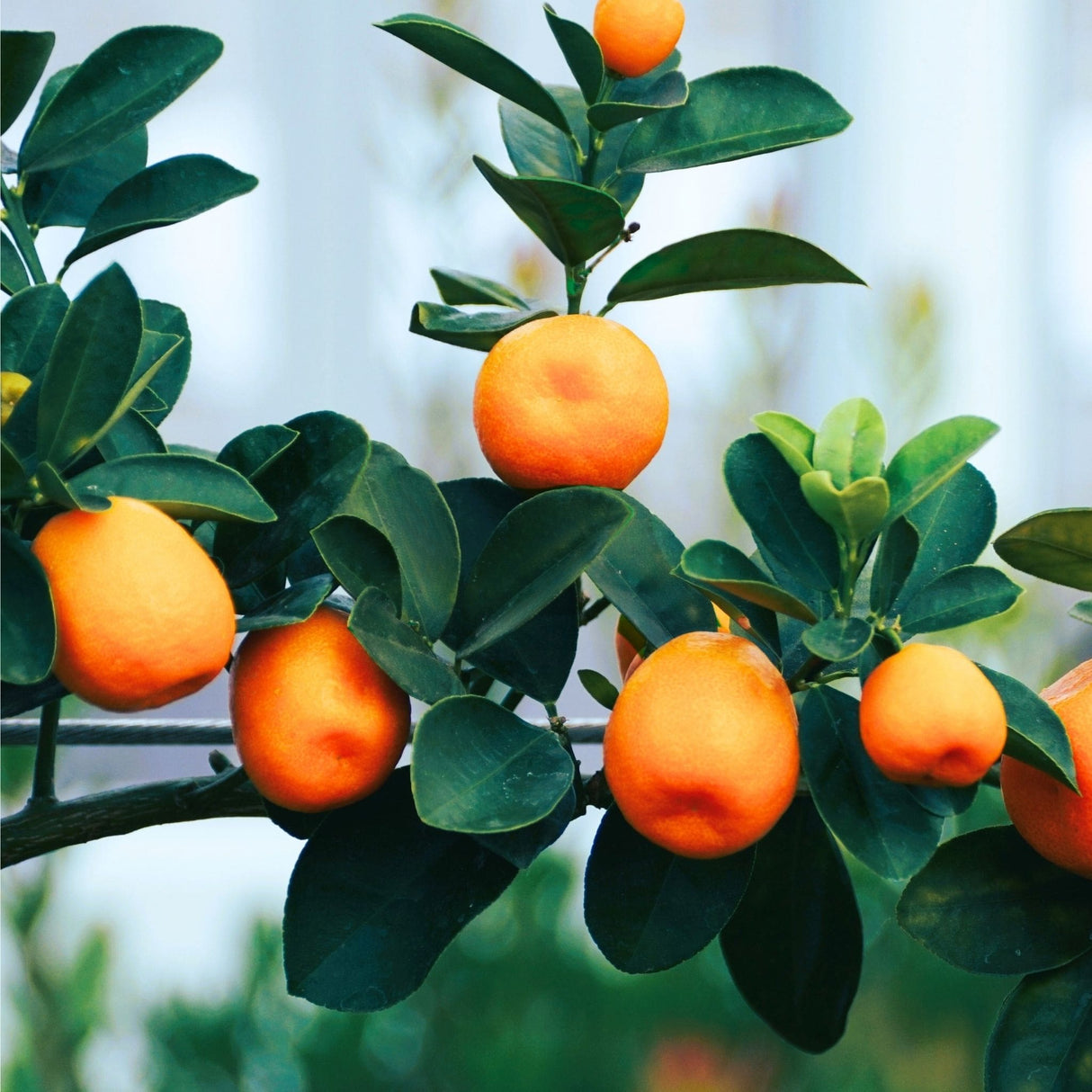Close-up of Fukushu Kumquat tree with ripe, oval orange fruits and glossy green leaves.