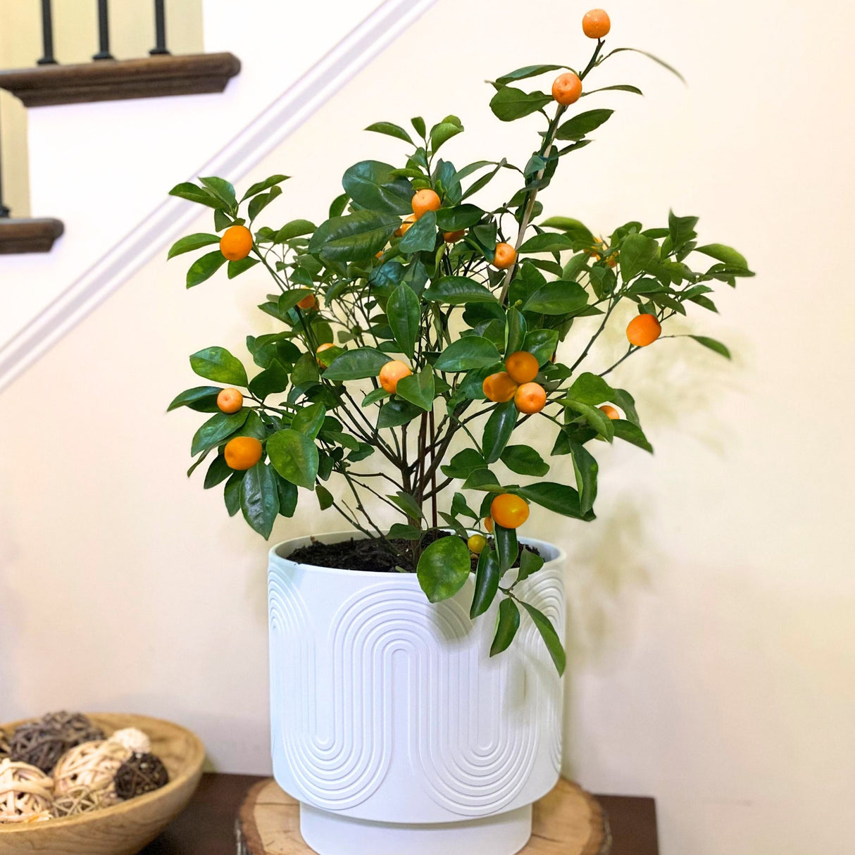 Potted Fukushu Kumquat tree near a staircase, with dense foliage and fruit.