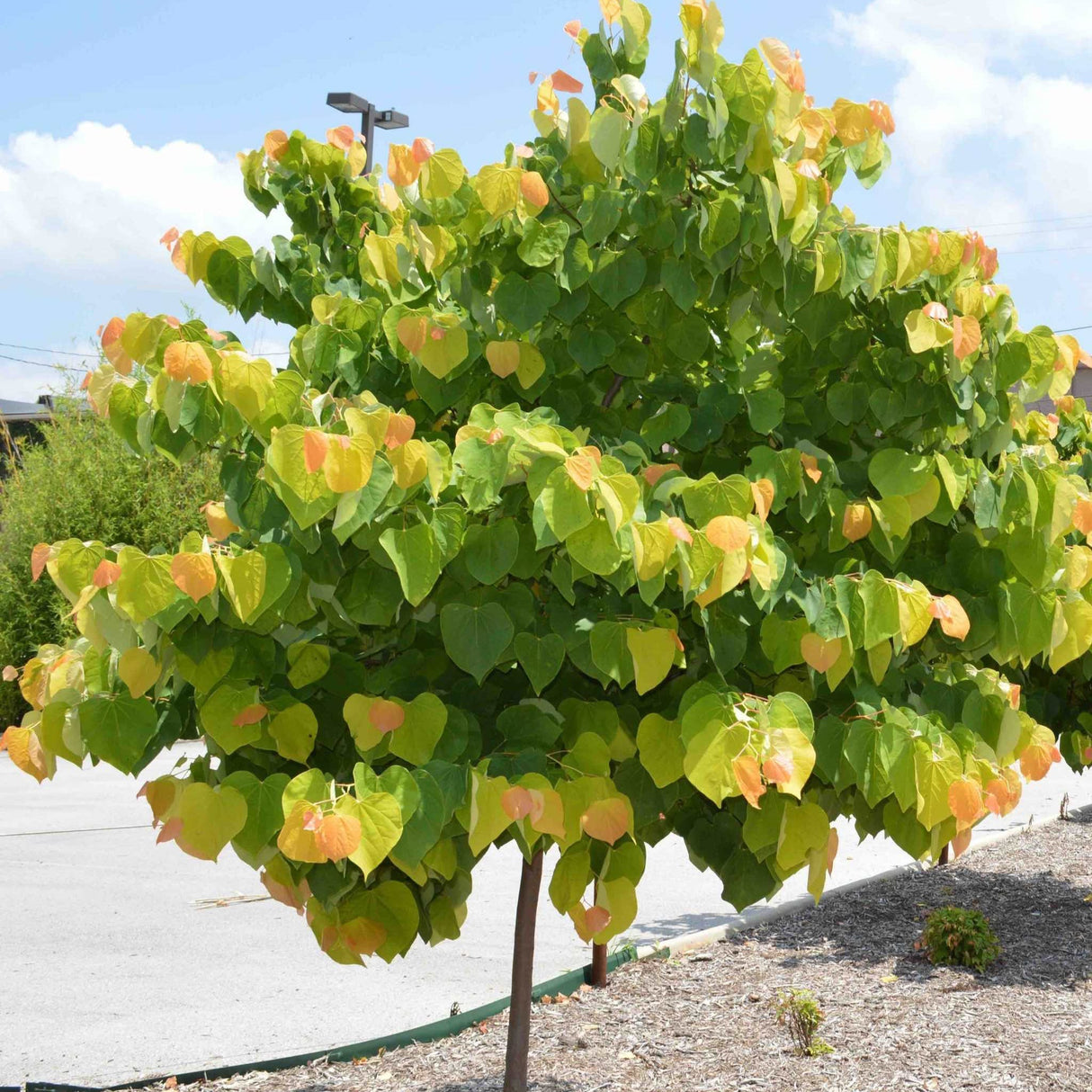 Full view of The Rising Sun® Redbud tree with vibrant yellow, green, and orange leaves in a mulch bed along a road.