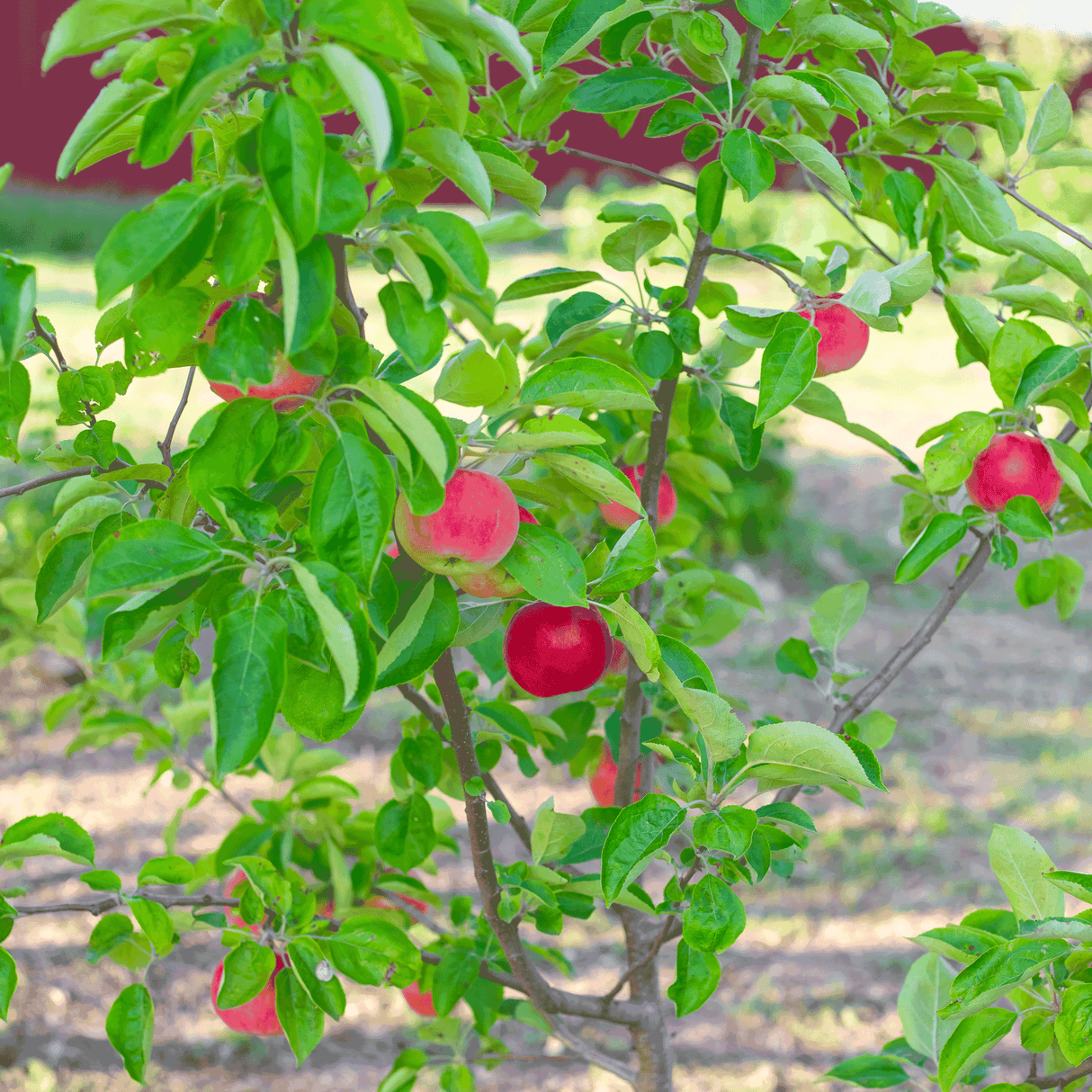 Gala Apple Tree - NationwidePlants.com
