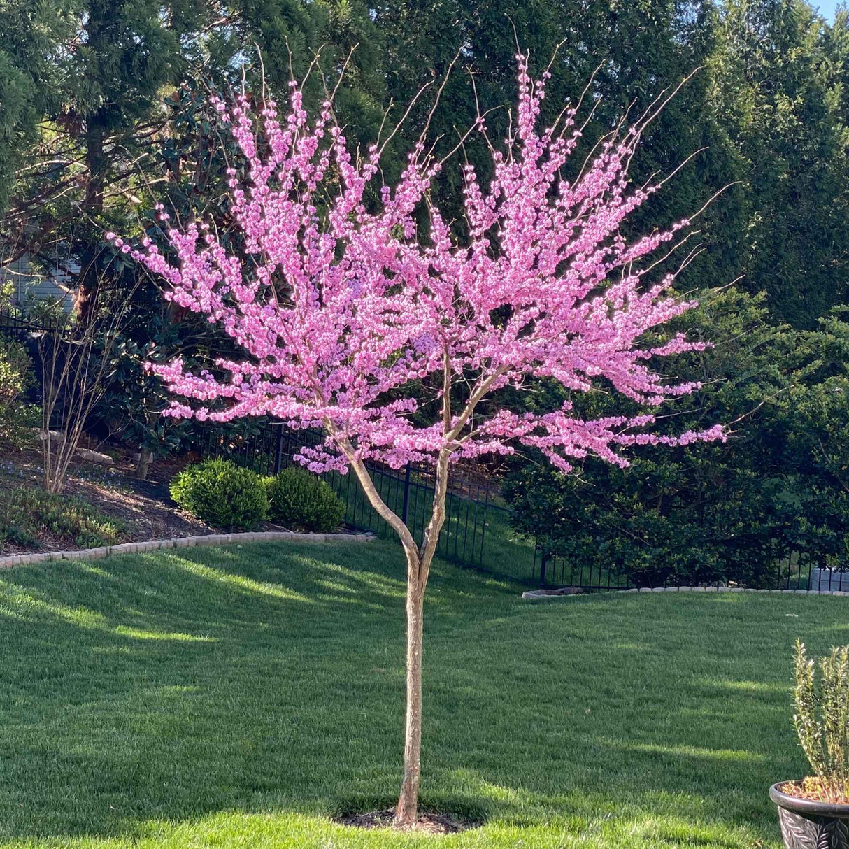 Beautiful blooming garden gems emerald redbud tree in a well manicured backyard.