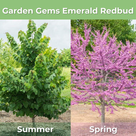 Side by side of the garden gems emerald redbud showing the tree in bloom and what it looks like with summer foliage and green leaves.