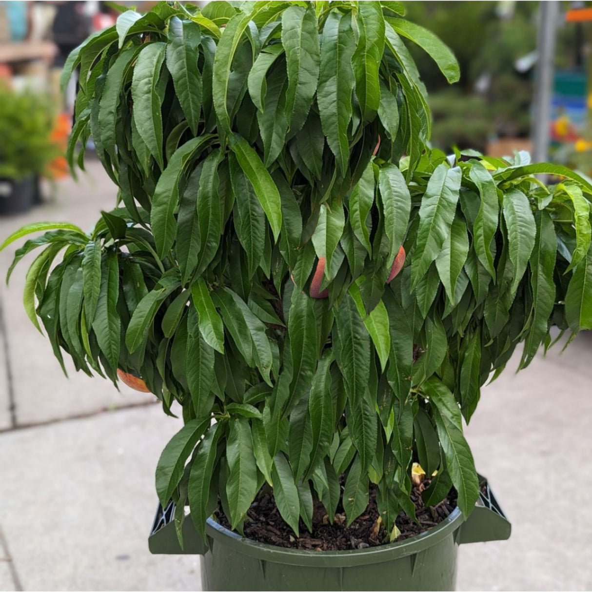 Potted Garden Gold peach tree with dense green foliage on a concrete surface.
