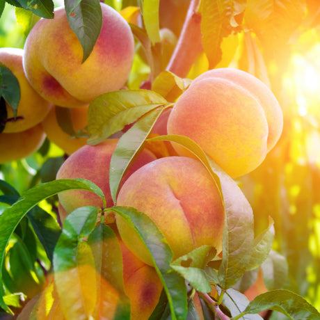 Close-up of ripe Garden Gold peaches on a tree with green leaves in warm sunlight.