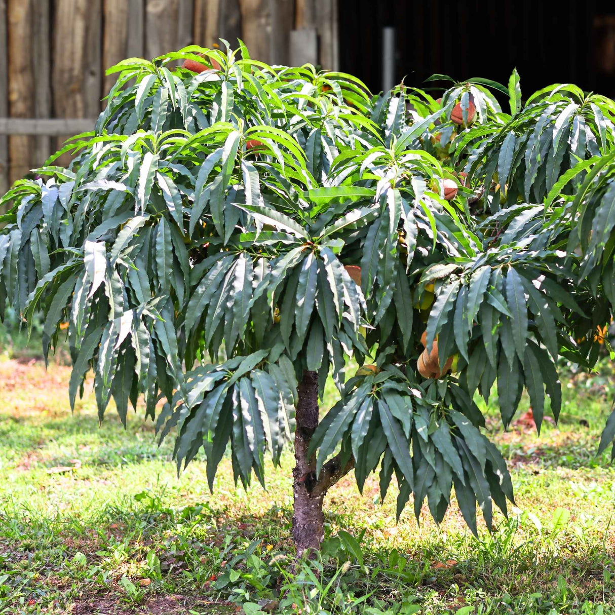 Young Garden Gold peach tree with long, narrow green leaves planted in the ground.