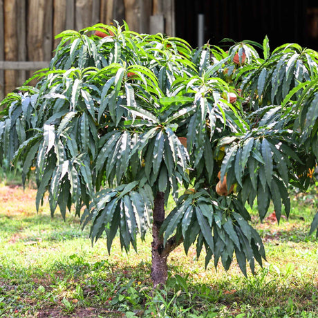 Young Garden Gold peach tree with long, narrow green leaves planted in the ground.