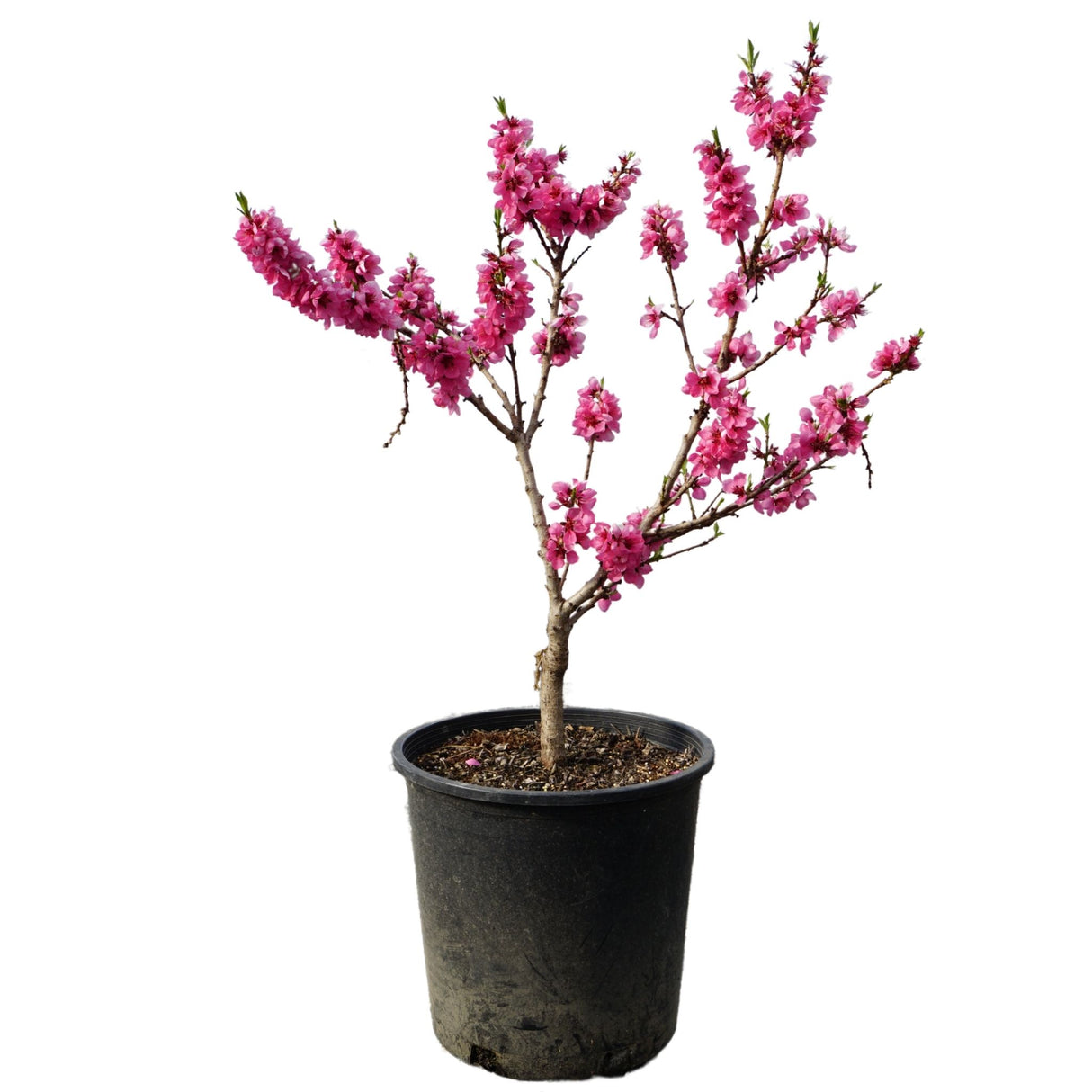 Garden Gold Miniature Peach Tree