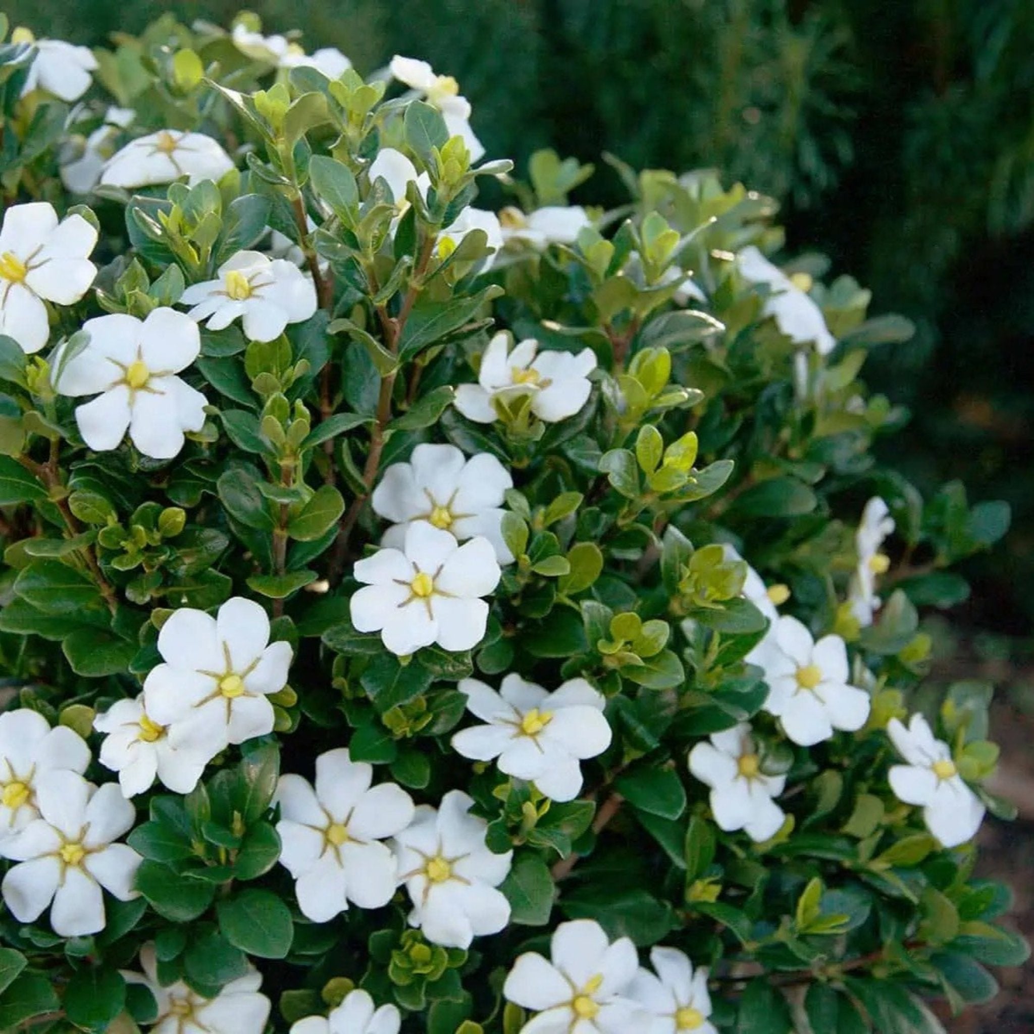 Gardenia-ScentAmazing-1.jpg?
