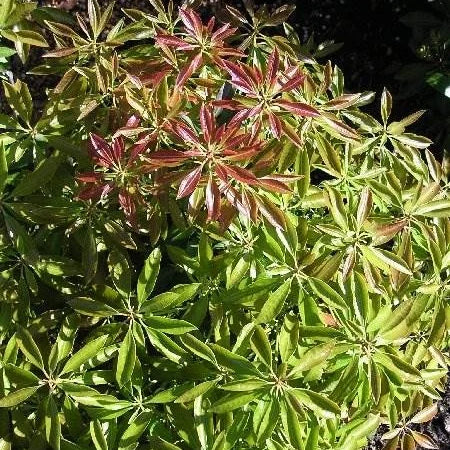 Enchanted Forest® Gay Goblin™ Pieris shrub with red new growth and fanned foliage pattern.