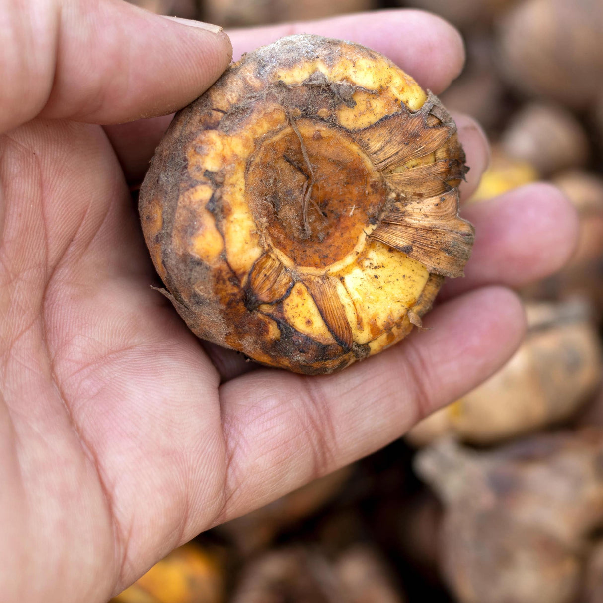 Close-up of a hand holding a Gladiolus bulb with a rough, yellow-brown surface and dried outer layers.